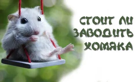 Хомяк разбор