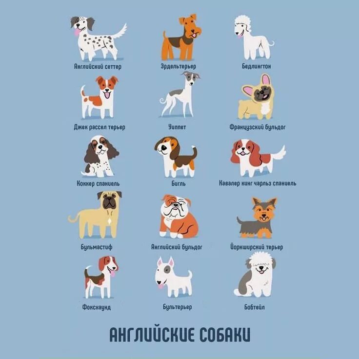 Породы собак названия. Породы собак названия. Порода перевод на английский. Имена для собак мальчиков кокер спаниель. 40 карточек вундеркинд с пелёнок породы собак.