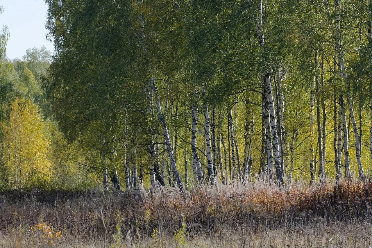 Владимирская область край. Природа Владимирского края Муром. Костерёво Владимирская область природа. Природа Владимирской области леса. Владимирская область Вязники лес.