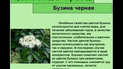 Чем полезна бузина