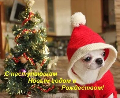 Год собаки чихуахуа