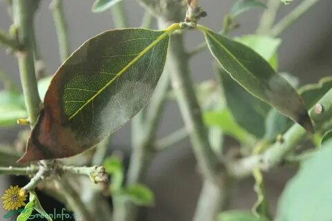 Лавровый лист засохли листья