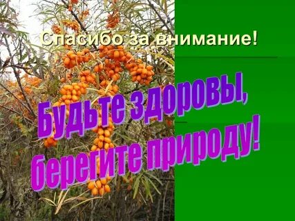 Спасибо за внимание растения