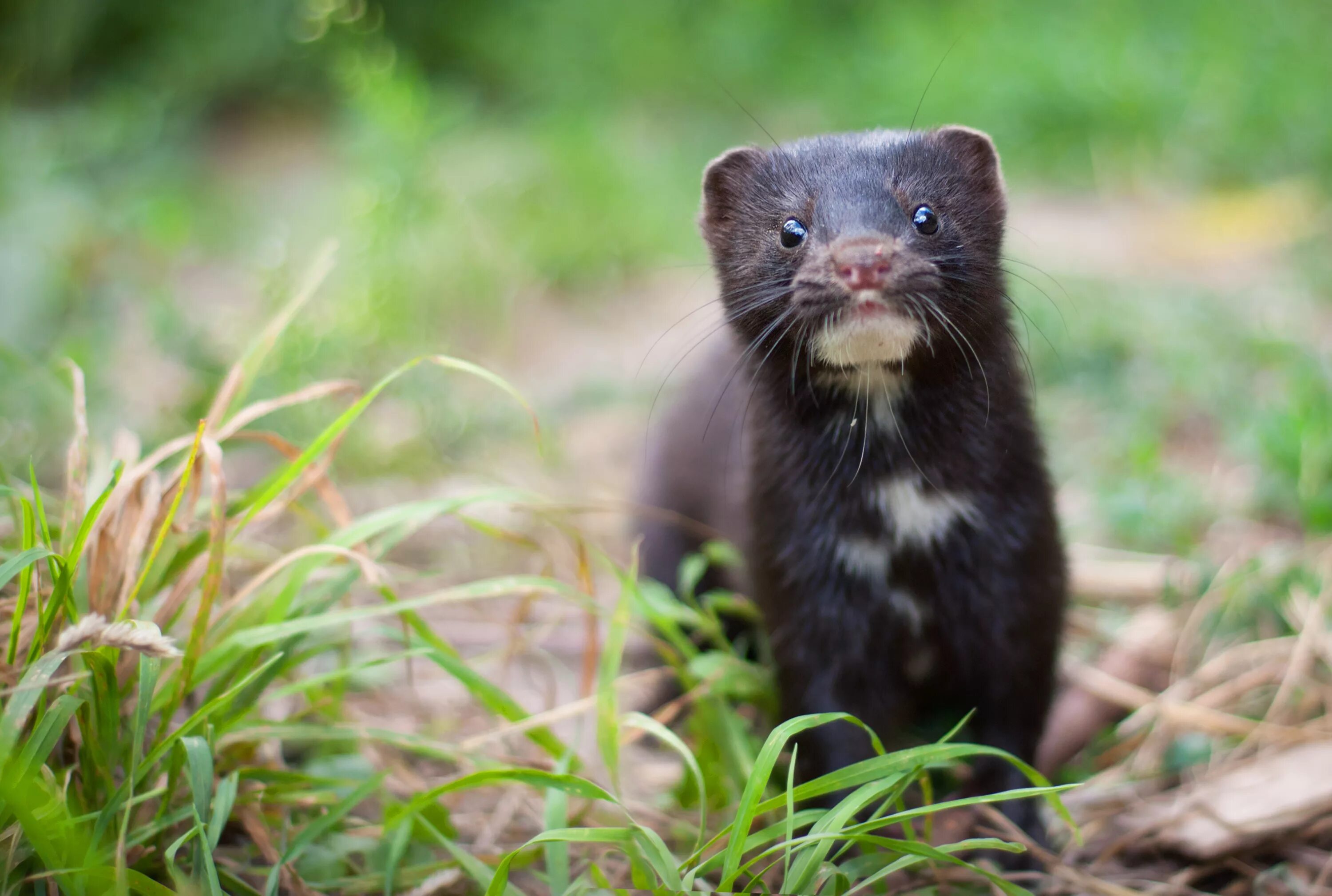 Американская норка (Mustela Vison). Американская норка Neovison Vison. Американская норка (Neogale Vison). Северная европейская норка.