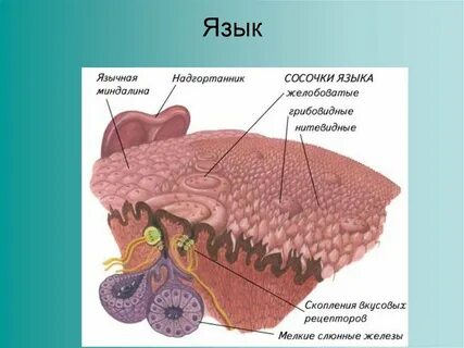 Желобовидные сосочки