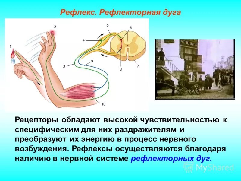 Функции рефлекторного центра