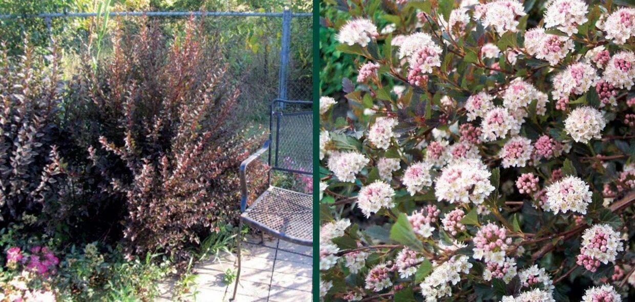 Как обрезать пузыреплодник летом. Пузыреплодник литтл девил. physocarpus opulifolius little devil. пузыреплодник литтл дэвил. пузыреплодник ангел.