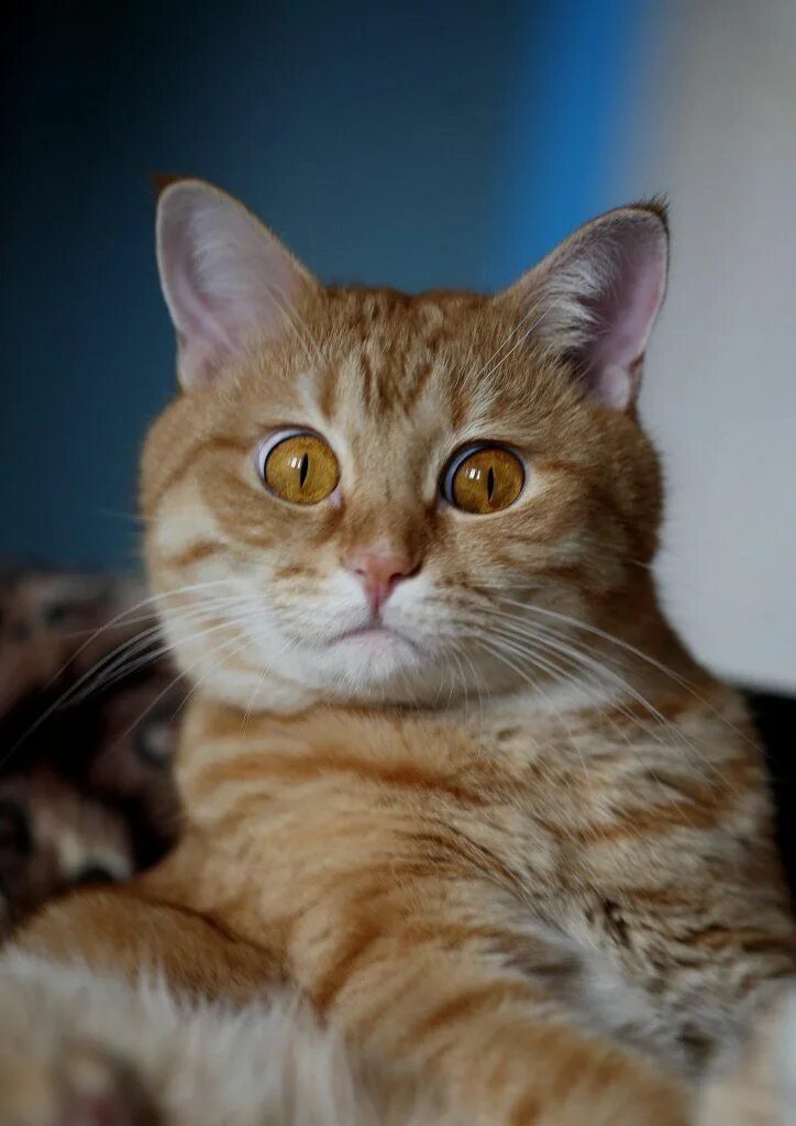 котенок удивляй