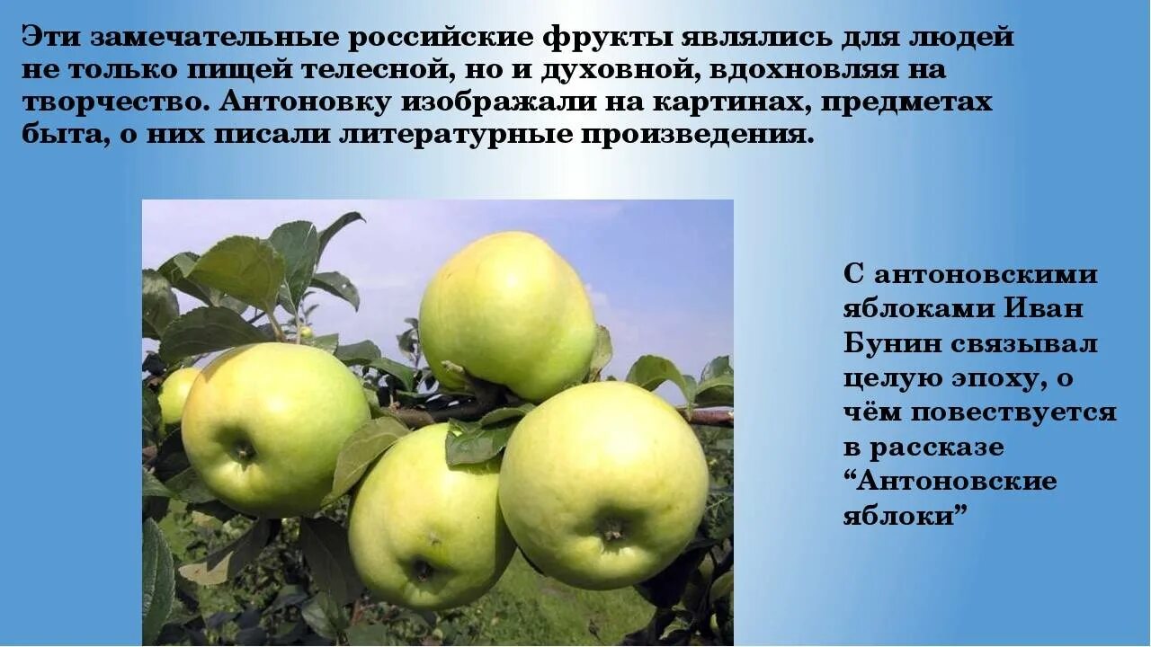 Антоновка яблоня описание фото отзывы садоводов Яблоня Антоновка Десертная описание сорта, отзывы и фото яблок
