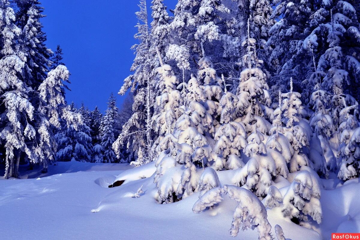 сказочный зимний лес для детей. сугробы в лесу. зимние леса. еловый лес зимой. зима снег.