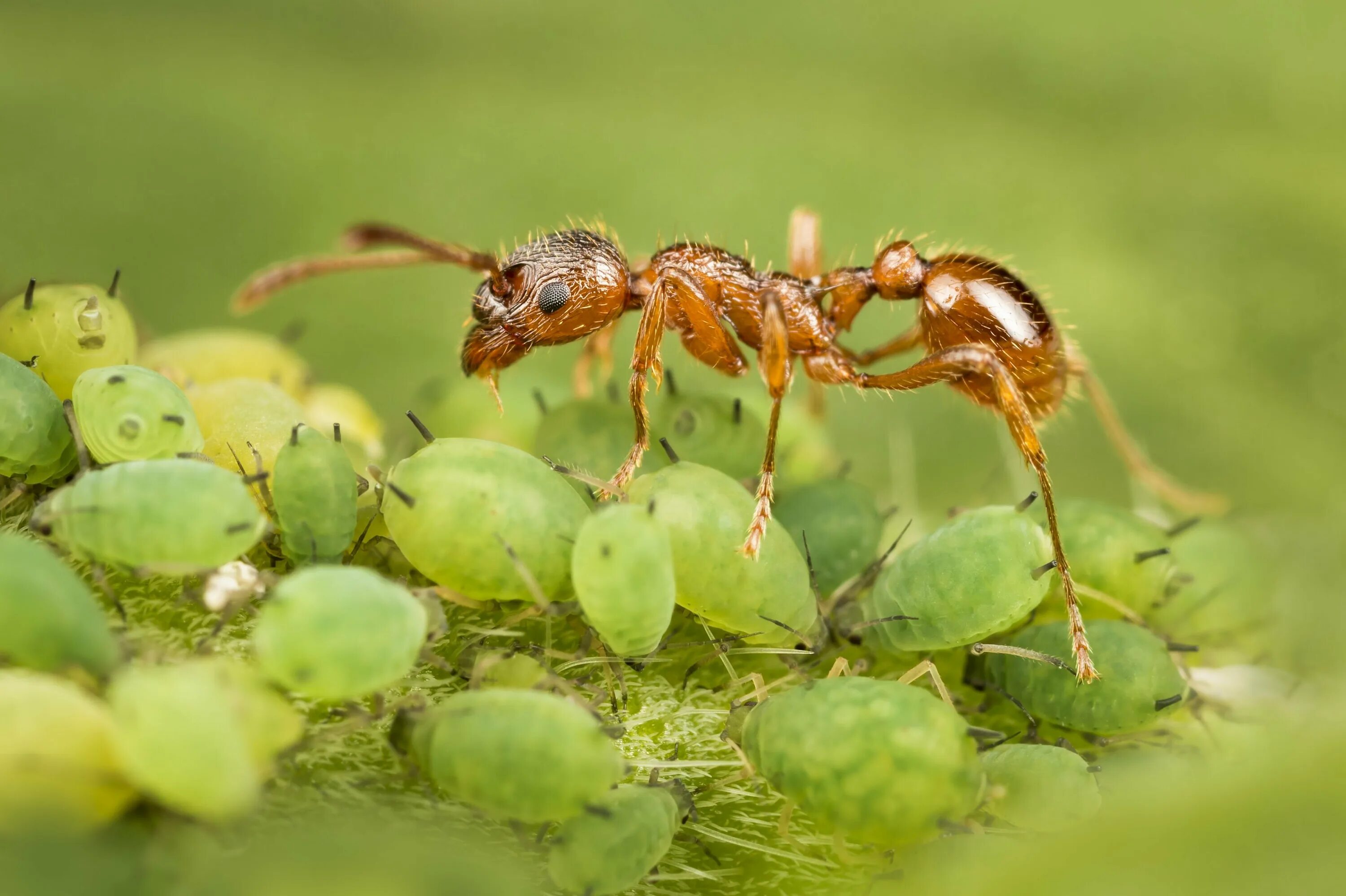 Рыжий муравей питание. Муравей и тля симбиоз. Рыжий Лесной муравей личинка. Муравьи доят тлю. Ферма тли у муравьев.