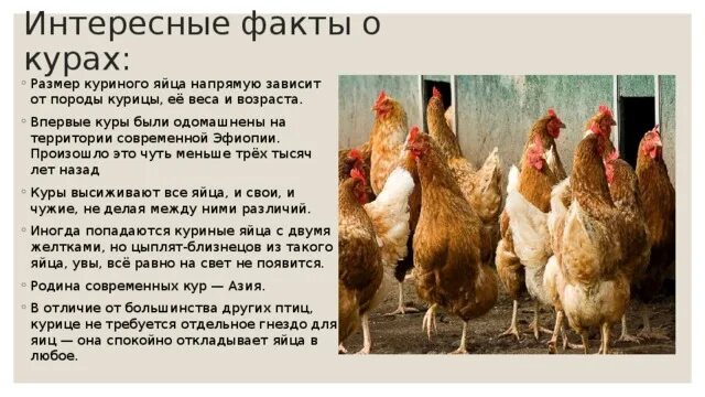 Курочка значение