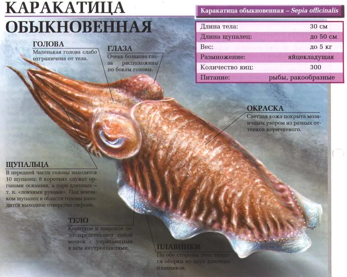 Каракатица организм. Каракатица Sepia officinalis строение. Сепия каракатица описание. Внешнее строение каракатицы. Сепия рыба.