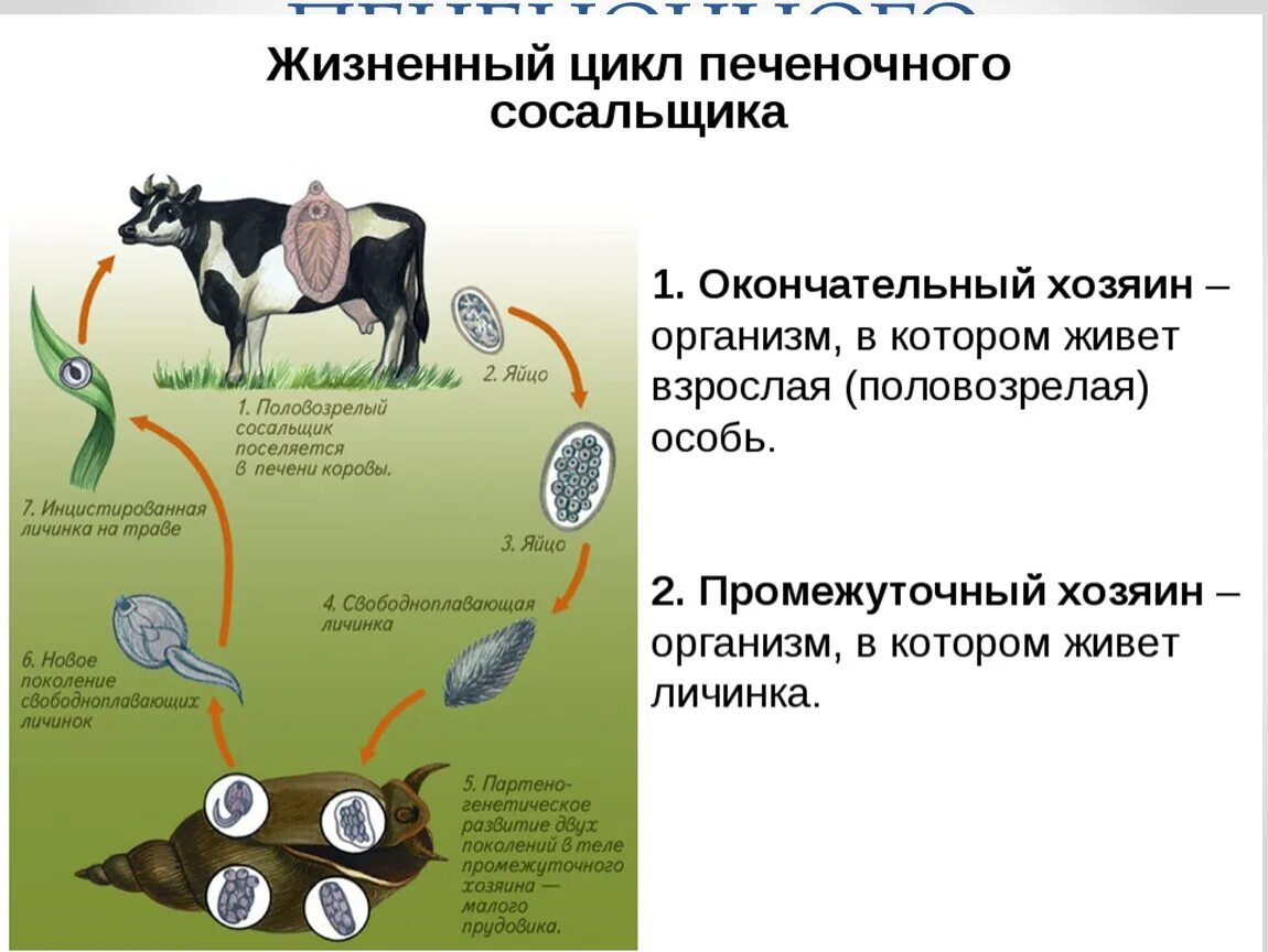 Последовательность жизненных стадий печеночного сосальщика. Схема жизненного цикла печеночного сосальщика. Циклы развития паразитов печеночный сосальщик. Печеночный сосальщики жизненный цмкоюю. Цикл развития печеночного сосальщика схема.