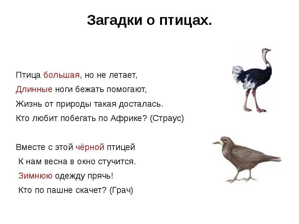 Загадки про птиц 4 лет. Загадки про птиц. Загадка про птичку. Загадки про птиц для 2 класса. Загадки про птиц с ответами.