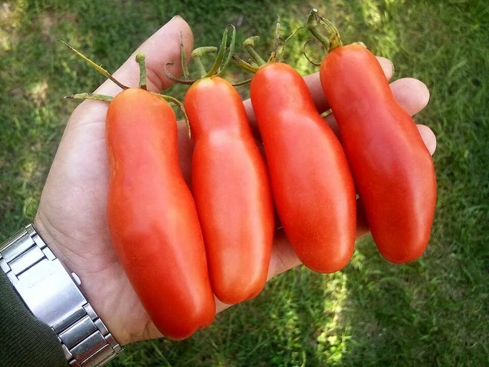 Сорт томата Аурия. Сорт томатов жигало. Сорт томатов Казанова.