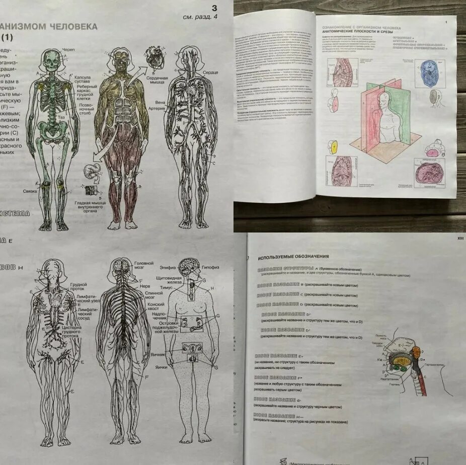Атлас студентам анатомии. Атлас анатомия и физиология человека. Элсон.атлас анатомия человека. Анатомия человека атлас Козлова. Анатомия Неттера: атлас-раскраска | Хансен Джон т..