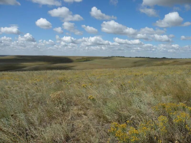 степи саратовской области заволжье. степи заволжья. степные просторы поволжья саратовской области. степное заволжье. луговые степи самарской области.
