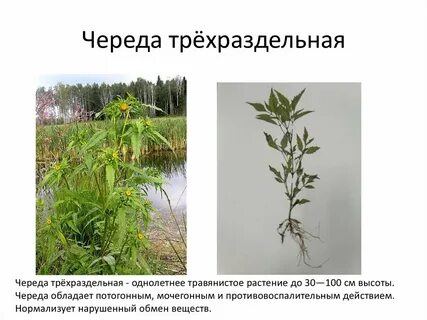 Географический процесс это длительная череда чего