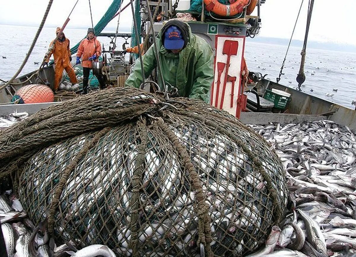 Улов ресурсы. Охотское море рыбный промысел. Траловый промысел Баренцево море. Промысел минтая в Охотском море. Рыбная промышленность Сахалина.