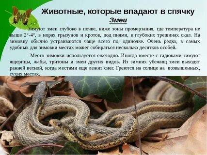 Когда ящерицы впадают в спячку