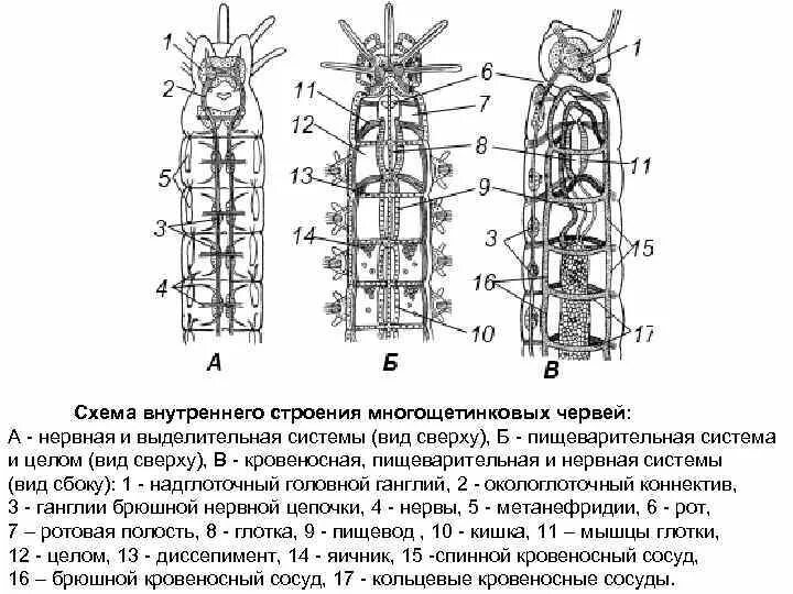 Внешнее строение многощетинковых. Строение полихеты схема. многощетинковые черви строенини. поперечный разрез полихеты строение. червь нереис строение.