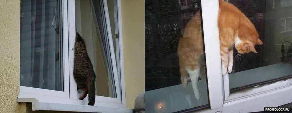 Кот открывает окно. Кот на пластиковом окне. Кошка на окне. Сетка антикошка на пластиковые окна. Пластиковые окна и коты.