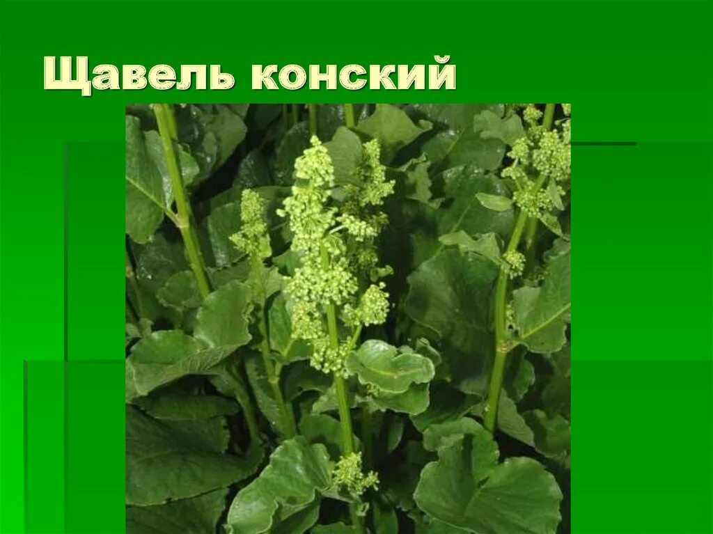 Женский орган в виде щавеля. Щавель конский соцветие. Щавель конский. Декоративный конский щавель. Щавель презентация.