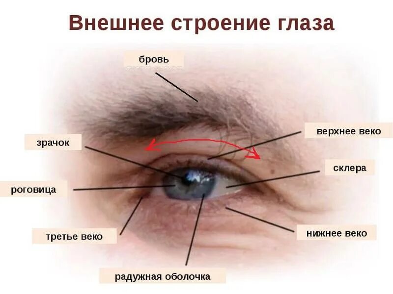 Строение глаза нижнее веко. Внешнее строение глаза. Строение глаза верхнее и нижнее веко. Внешнеесстроение глаза.