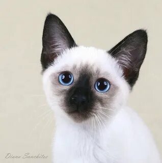 Сиамская леди