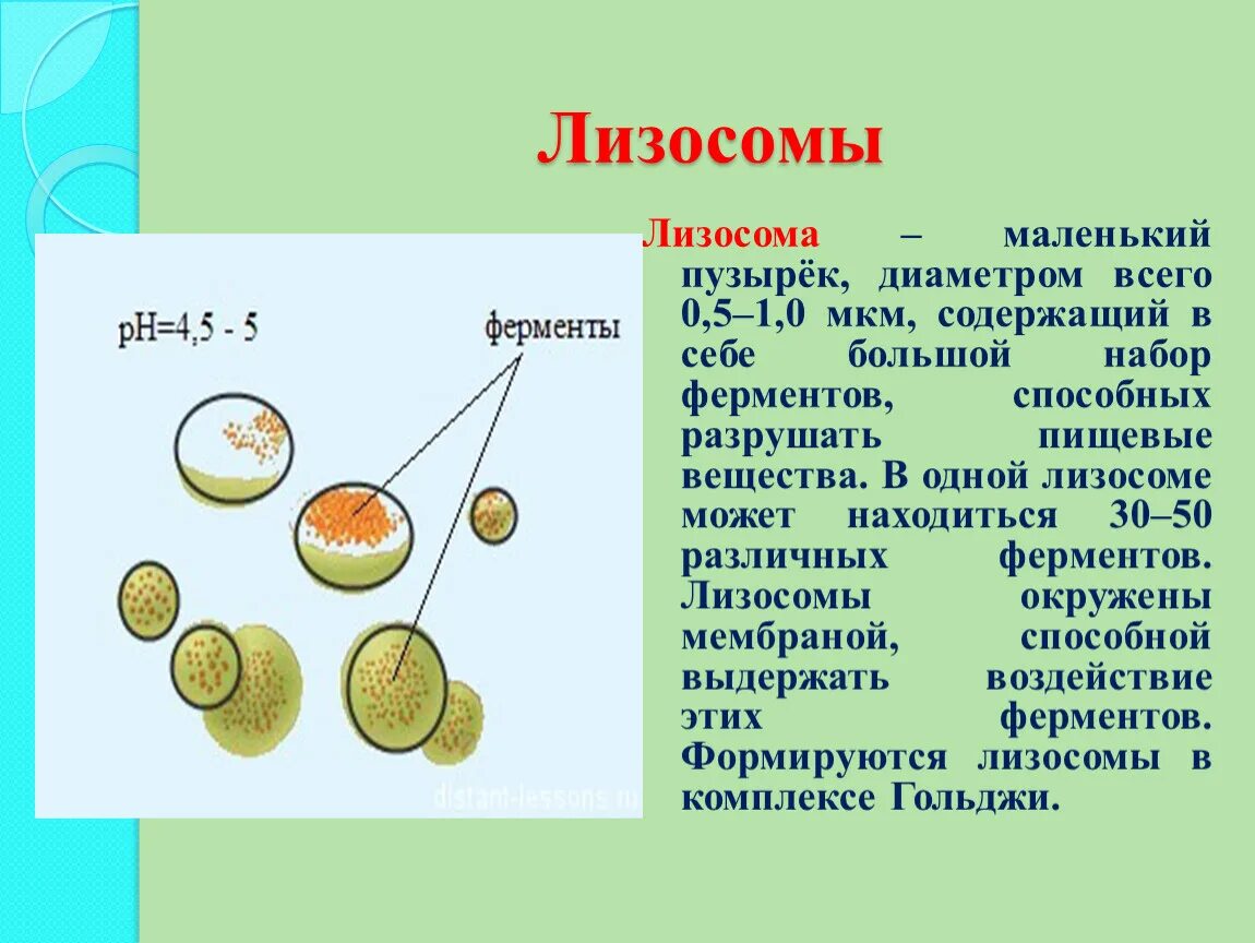 Лизосома клетки содержит