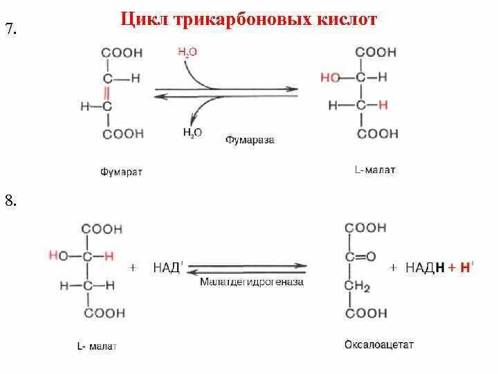 Окислительное декарбоксилирование ЦТК. Декарбоксилирование пировиноградной кислоты. Декарбоксилирование ПВК цикл. Реакции декарбоксилирования в ЦТК.