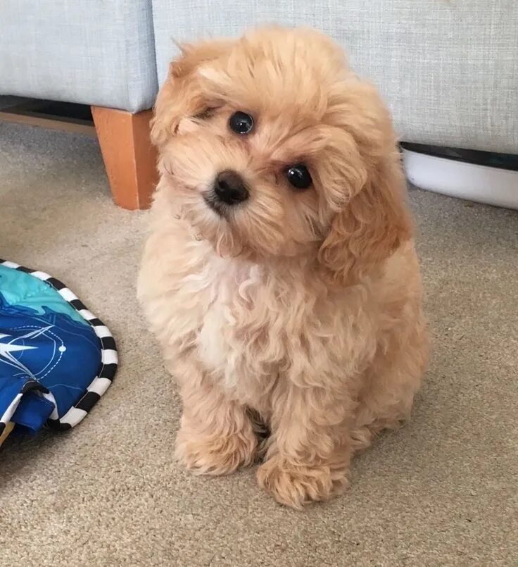 Как подстричь мальтипу. Стрижка щенка мальтипу. Как подстричь мальтипу. Тедди пудель мальтипу. Мальтипу груминг.