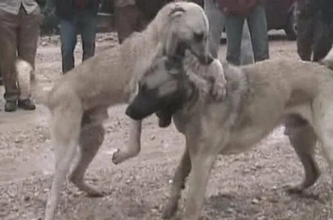 Видео бои кангалов
