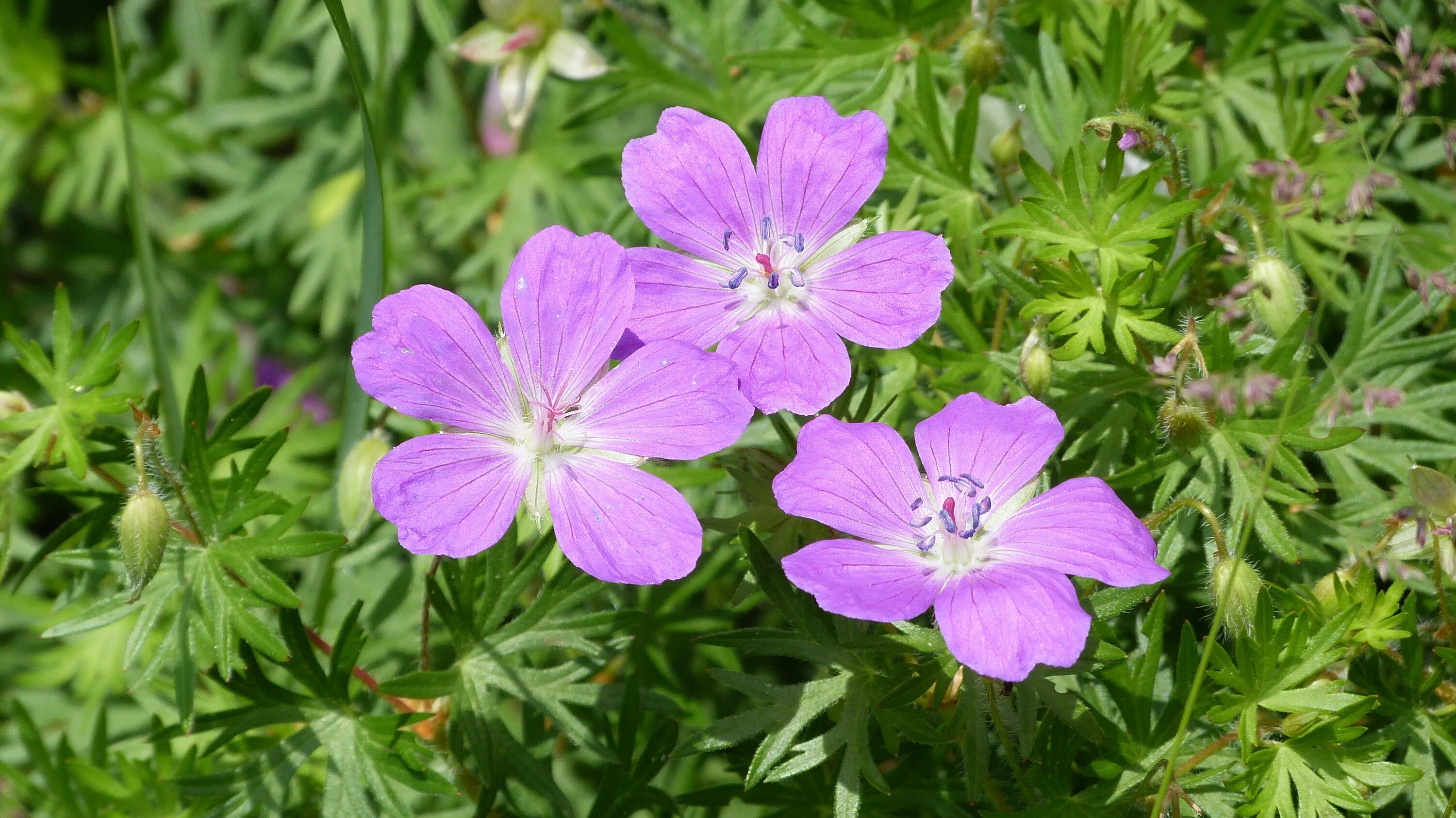 Geranium sanguineum. Герань Садовая кроваво-красная. Гераниум кроваво-красная. Герань кроваво-красная (Geranium sanguineum l.). Русские герани