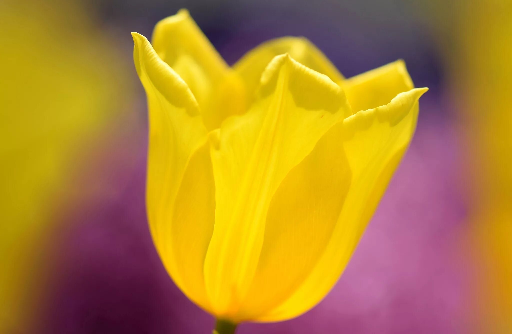 Что означает желтый тюльпан на языке цветов. Тюльпан Йеллоу Бриджит. Тюльпан Лимончелло. Тюльпан AXEBON желтый. Желтая тюль.