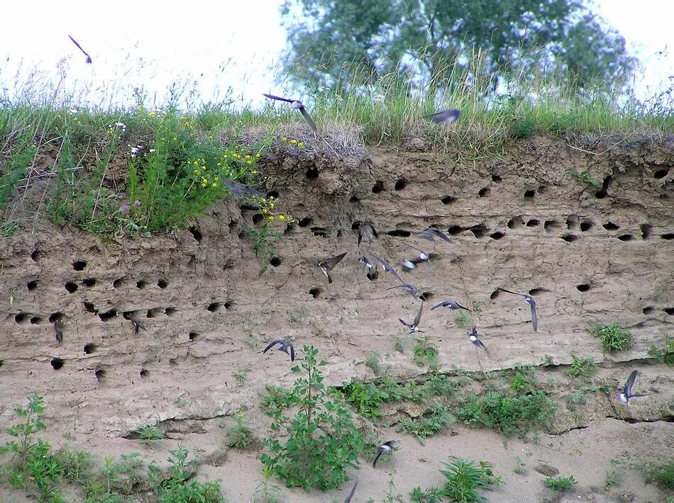 Ласточкины гнезда береговушка. Низина оврага. Ласточка береговушка. Стрижи ласточки береговушки. Гнездо ласточки береговушки.