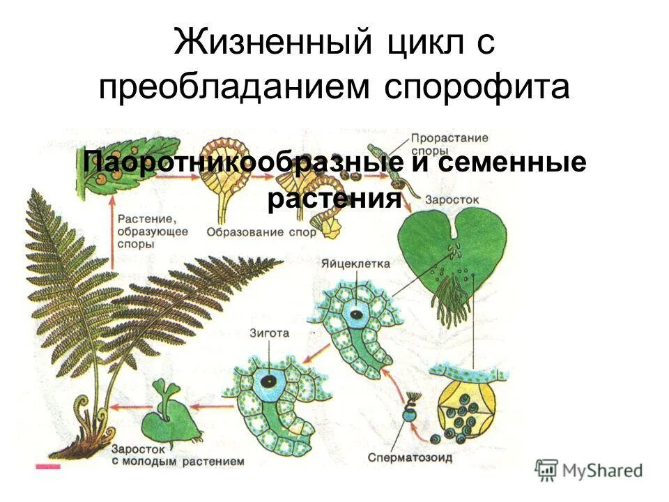 Преобладание гаметофит и спорофит