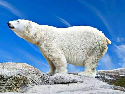 White bear