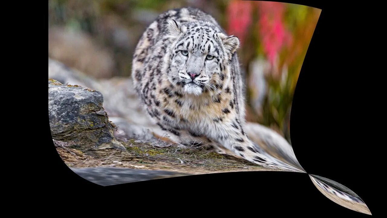 Снежный барс ирбис. Снежный барс 4к. Снежный барс (ирбис, снежный леопард) art. - снежный барс (panthera uncia. Ирбис 812.