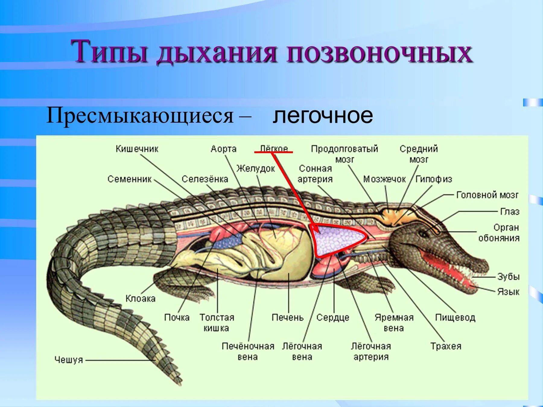 Строение рептилий кратко. Дыхательная система крокодила. Органы дыхания крокодила. Пресмыкающиеся строение дыхательной системы. Дыхательная система крокодила схема.