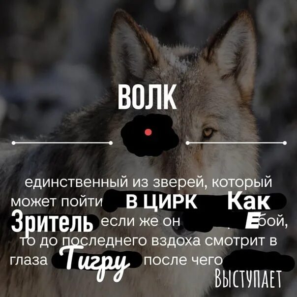 Смешные цитаты волка. Цитаты волка. Волчьи цитаты. Цитаты Волков. Тупые цитаты про волка.