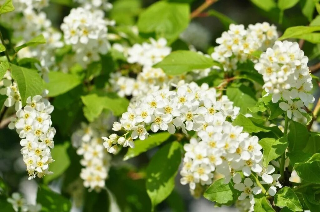 Bird cherry