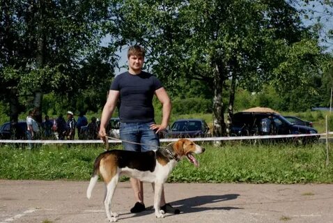 Школа послушания для борзых и гончих