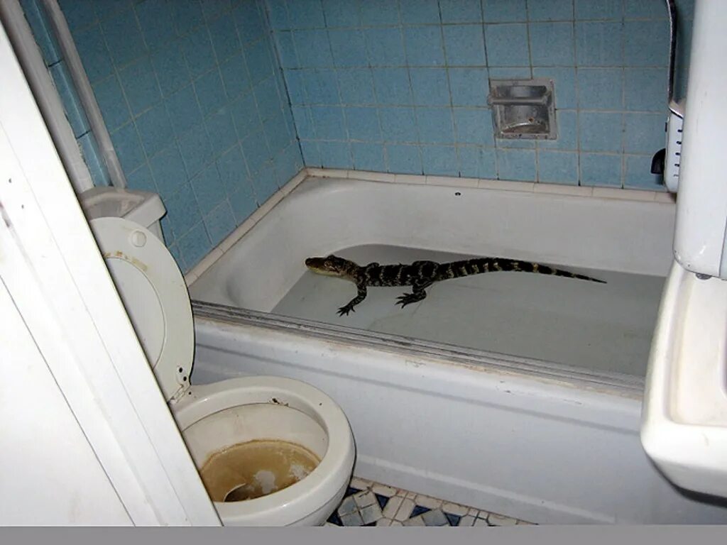 Ааа крокодил в ванной. Гена на крокодил в ванной. Крокодильчик в ванне. Обкуренный чебурашка и крокодил гена в ванной. Домашний крокодил в ванной.