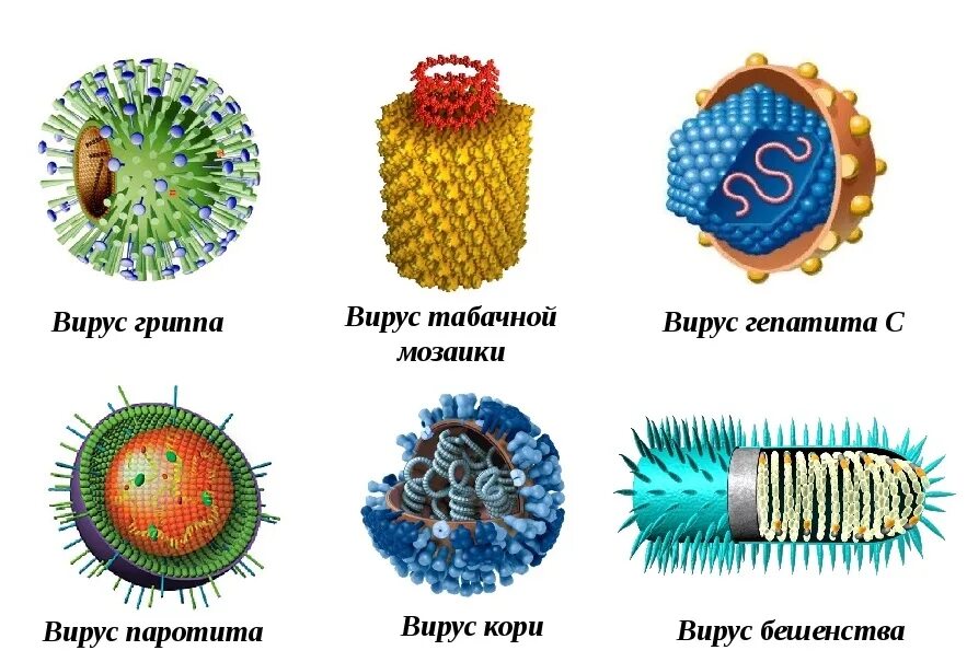 Формы вирусов. Вирусы по форме. Разнообразные формы вирусов. Формы тела вирусов. Легкая форма вируса