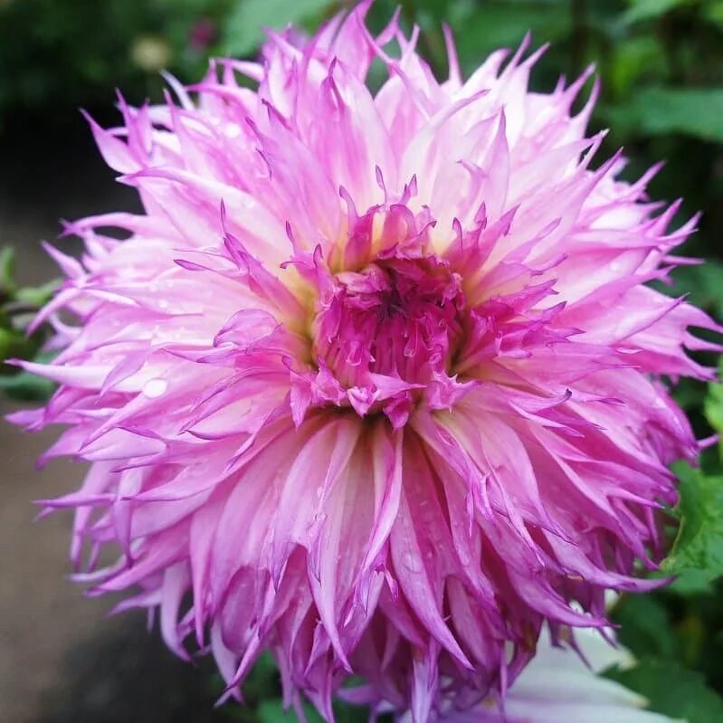 Dahlia 'Taboo' Massive 5" blooms with strong stems make this variety an excell