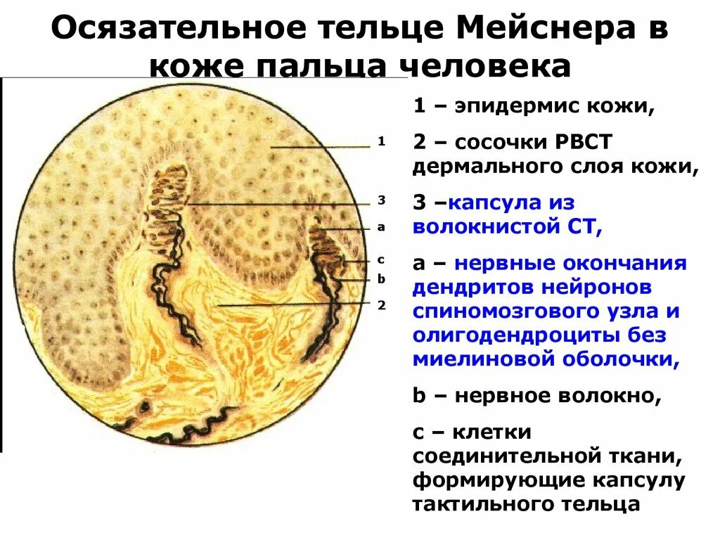 Осязательные тельца Мейснера в коже пальца. Тельца фатера-Пачини , осязательные тельца Мейснера. Тельце Мейснера гистология препарат. Осязательные тельца Мейснера гистология. Тельца фатера