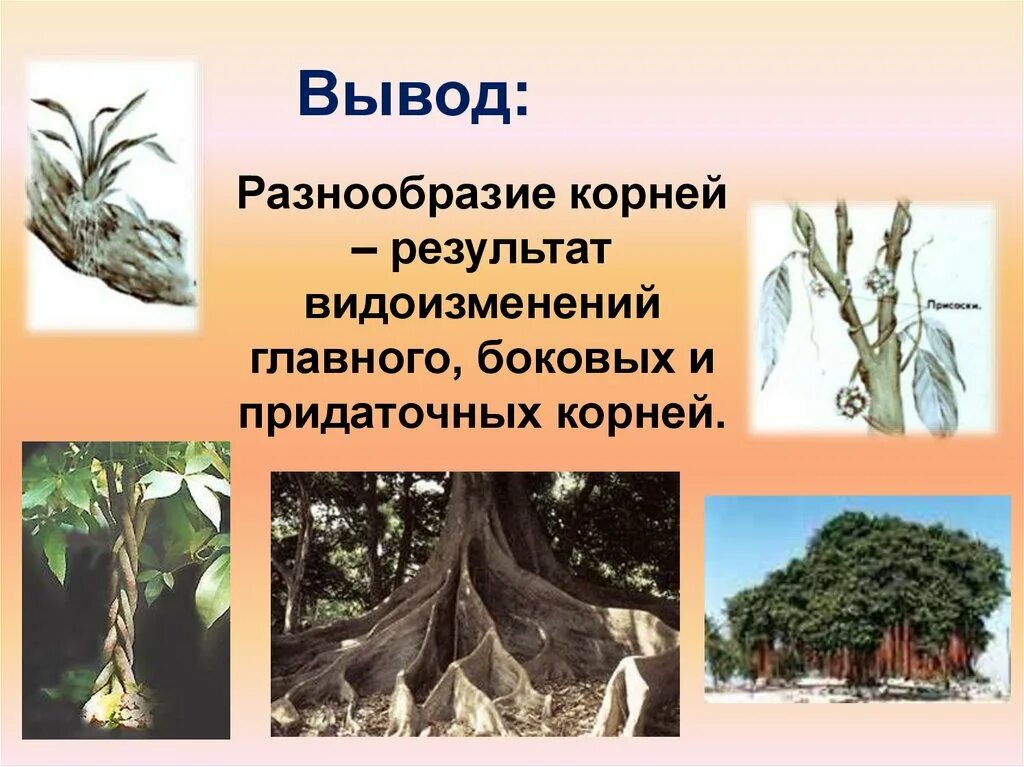 Разнообразный корень. Разнообразный корень