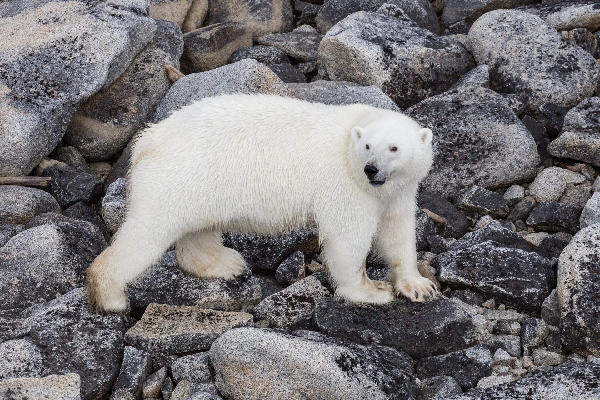 медведь с медвежонком. таймыр полуостров животные. на каком побережье обитает белый медведь. белый медведь континент обитания. ареал обитания медведей.
